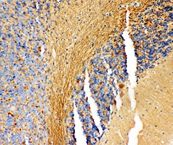 IHC-P: NM23 antibody testing of rat cerebellum tissue