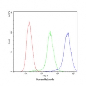 Flow cytometry testing of human HeLa cells with NM23 antibody at 1ug/10^6 cells (blocked with goat sera); Red=cells alone, Green=isotype control, Blue= NM23 antibody.