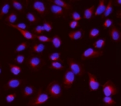 IF/ICC staining of FFPE human U-2 OS cells with GNB1 antibody (red) at 2ug/ml and DAPI nuclear stain (blue). HIER: steam section in pH6 citrate buffer for 20 min.