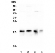 Western blot testing of 1) rat heart, 2) rat brain, 3) mouse heart and 4) mouse brain lysate with NME2 antibody. Predicted molecular weight: ~17 kDa.