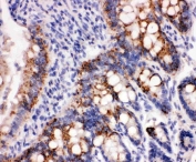 IHC staining of FFPE rat intestine tissue with Peroxiredoxin 3 antibody. HIER: boil tissue sections in pH8 EDTA for 20 min and allow to cool before testing.