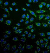Immunofluorescent staining of FFPE human A549 cells with Peroxiredoxin 3 antibody (green) and DAPI nuclear stain (blue). HIER: steam section in pH6 citrate buffer for 20 min.