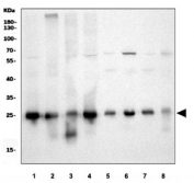 Western blot testing of 1) human HeLa, 2) human A549, 3) human HEK293, 4) human MCF7, 5) rat brain, 6) rat liver, 7) mouse brain and 8) mouse liver tissue lysate with Peroxiredoxin 3 antibody. Predicted molecular weight ~28 kDa.