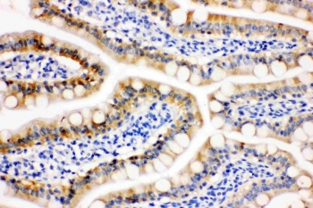 IHC staining of FFPE rat intestine tissue with Peroxiredoxin 3 antibody. HIER: boil tissue sections in pH8 EDTA for 20 min and allow to cool before testing.