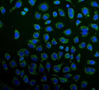Immunofluorescent staining of FFPE human A549 cells with Peroxiredoxin 3 antibody (green) and DAPI nuclear stain (blue). HIER: steam section in pH6 citrate buffer for 20 min.