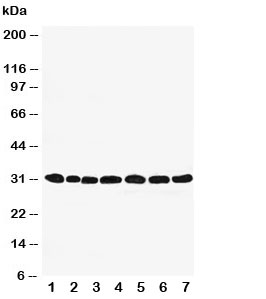 Western blot testing of Peroxiredoxin 4 antibody and Lane 1: rat brain; 2: (r) lung; 3: (r) liver; 4: (r) kidney; 5: human HeLa; 6: (h) 293T; 7: (h) MCF-7 cell lysate. Expected size: ~31KD