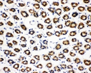 IHC-P: SDHC antibody testing of rat gastric tissue