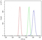 Flow cytometry testing of human U-2 OS cells with STAT5a antibody at 1ug/10^6 cells (blocked with goat sera); Red=cells alone, Green=isotype control, Blue= STAT5a antibody.
