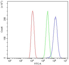 Flow cytometry testing of human U-2 OS cells with STAT5a antibody at 1ug/million cells (blocked with goat sera); Red=cells alone, Green=isotype control, Blue= STAT5a antibody.