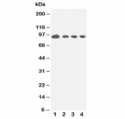 Western blot testing of human 1:  HeLa;  2: COLO320;  3: Jurkat;  4: CEM cell lysate with STAT5a antibody.  Predicted molecular weight: ~91 kDa.