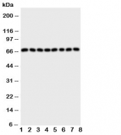 Western blot testing of SHP2 antibody and rat samples 1: brain;  2: kidney;  3: heart;  4: skeletal muscle; and human samples 5: A431;  6: Jurkat;  7: HeLa;  8: U87 cell lysate. Predicted molecular weight: ~68 kDa.