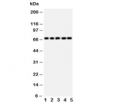 Western blot testing of SHP2 antibody and rat samples 1: heart;  2: skeletal muscle;  3: brain; and human samples 4: HeLa;  5: A549 cell lysate.  Predicted molecular weight: ~68 kDa.