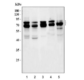 Western blot testing of 1) human K562, 2) human A549, 3) human ThP-1, 4) rat PC-12 and 5) mouse RAW264.7 cell lysate with Splicing factor 1 antibody. Predicted molecular weight ~68 kDa (multiple isoforms).