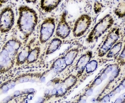 IHC staining of FFPE rat small intestine tissue with Splicing factor 1 antibody. HIER: boil tissue sections in pH6 citrate buffer for 20 min and allow to cool before testing.