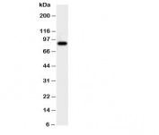Western blot testing of CUL2 antibody and rat brain tissue lysate