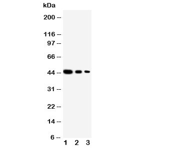 Western blot testing of CUL2 antibody and recombinant human protein: Lane 1. 10ng; 2. 5ng; 3. 2.5ng