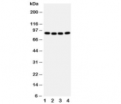 Western blot testing of CUL2 antibody and human samples 1:  A431;  2: SMMC-7721;  3: HeLa;  4: COLO320 cell lysate.  Predicted/observed molecular weight: ~87 kDa.