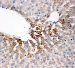 IHC-P: FMO4 antibody testing of rat liver tissue