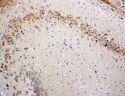IHC-P: Glutaredoxin 2 antibody testing of rat brain tissue