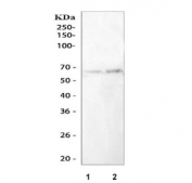 Western blot testing of 1) rat cartilage and 2) mouse cartilage tissue lysate with Ibsp antibody. Expected molecular weight: 35~70 kDa depending on glycosylation level.