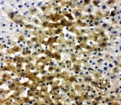 IHC-P: Ibsp antibody testing of rat liver tissue