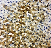 IHC staining of FFPE rat liver tissue with Ibsp antibody. HIER: boil tissue sections in pH6 citrate buffer for 20 min and allow to cool before testing.