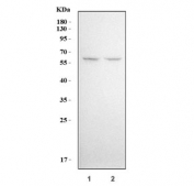 Western blot testing of human 1) HeLa and 2) A549 cell lysate with KLF5 antibody. Expected molecular weight: 41-51 kDa (two isoforms).