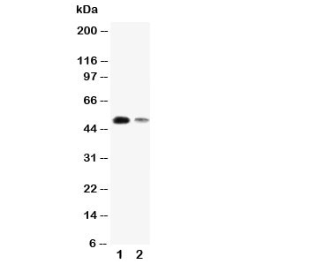 Western blot testing of KLF8 antibody and Lane 1: SMMC-7721; 2: 293T cell lysate. Predicted size ~40KD, Observed size ~50KD