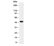 Western blot testing of JNK1 antibody and HT1080 cell lysate.  Expected size: 42KD