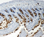 IHC-P: p107 antibody testing of rat intestine tissue