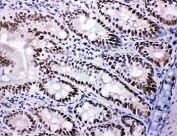 IHC-F testing of SHC antibody and rat intestine tissue