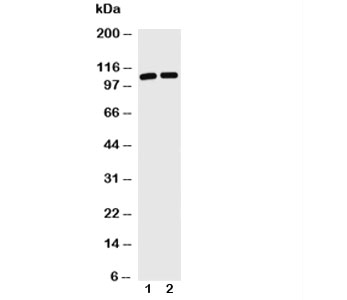 Western blot with TRIF antibody and Lane 1: Jurkat; 2: HL-60 cell lysate