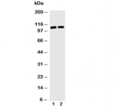 Western blot with TRIF antibody and Lane 1: Jurkat;  2: HL-60 cell lysate. Predicted/observed molecular weight: 76/70-150kDa.