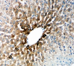 IHC-P: Cytochrome P450 2E1 antibody testing of rat liver tissue