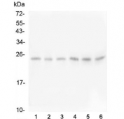 Western blot testing of human 1) U-2 OS, 2) HeLa, 3) A549, 4) PC-3, 5) HepG2 and 6) K562 cell lysate with FSTL3 antibody. Expected molecular weight: 25-39 kDa depending on glycosylation level.