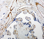 IHC-P: Iduronate 2 sulfatase antibody testing of human placenta tissue