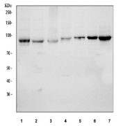 Western blot testing of 1) human 293T, 2) human Jurkat, 3) human Raji, 4) rat C6, 5) rat PC-12, 6) mouse RAW264.7 and 7) mouse ANA-1 cell lysate using the MALT1 antibody. Expected molecular weight ~92 kDa.