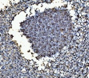 IHC staining of FFPE human tonsil tissue with MYBL2 antibody. HIER: boil tissue sections in pH8 EDTA for 20 min and allow to cool before testing.
