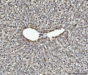 IHC staining of FFPE rat liver tissue with MYBL2 antibody. HIER: boil tissue sections in pH8 EDTA for 20 min and allow to cool before testing.