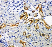 IHC-P: NOX4 antibody testing of rat kidney tissue. Required HIER: Boil the paraffin sections in 10mM citrate buffer, pH6, for 20 min.