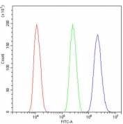 Flow cytometry testing of human U-2 OS cells with NOX4 antibody at 1ug/10^6 cells (blocked with goat sera); Red=cells alone, Green=isotype control, Blue= NOX4 antibody.