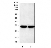 Western blot testing of 1) rat brain and 2) mouse brain tissue lysate with Aquaporin 4 antibody. Observed molecular weight: 35~45kDa depending on glycosylation level.