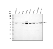 Western blot analysis of ASIC3 in human, rat, and mouse samples using an anti-ASIC3 antibody. Whole cell lysates were analyzed under reducing conditions. Lane 1: human SH-SY5Y whole cell lysate; Lane 2: human U87 whole cell lysate; Lane 3: human U251 whole cell lysate; Lane 4: human HepG2 whole cell lysate; Lane 5: rat brain tissue lysate; Lane 6: rat liver tissue lysate; Lane 7: mouse brain tissue lysate; Lane 8: mouse liver tissue lysate. A dominant immunoreactive band is observed at approximately 59 kDa across multiple lanes, consistent with the predicted molecular weight of ASIC3. Minor differences in band intensity likely reflect tissue- and cell type-dependent expression levels. Detection was performed using an HRP-conjugated secondary antibody and chemiluminescent substrate.