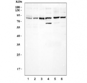 Western blot testing of 1) human HeLa, 2) K562, 3) Ramos, 4) rat brain, 5) mouse brain and 6) mouse NIH 3T3 cell lysate with CUL3 antibody.  Expected molecular weight: ~89 kDa.