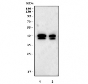 Western blot testing of 1) 5ul of human milk and 2) 2.5ul of human milk with MFGE8 antibody. Expected molecular weight: 30-66 kDa depending glycosylation level.