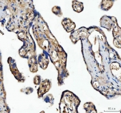 IHC staining of FFPE human placental tissue with MFGE8 antibody. HIER: boil tissue sections in pH8 EDTA for 20 min and allow to cool before testing.