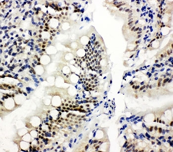 IHC-P: NRF1 antibody testing of rat intestine tissue