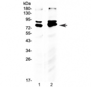 Western blot testing of human 1) U-2 OS and 2) HeLa cell lysate with NRF1 antibody. Expected molecular weight: isoforms from 45-67 kDa.