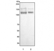 Western blot testing of human 1) HEL and 2) Jurkat cell lysate with CD31 antibody.  Predicted molecular weight: 83-130 kDa depending on level of glycosylation.