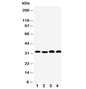 Western blot testing of Prohibitin 2 antibody and Lane 1: human PANC; 2: (h) COLO320; 3: (h) U87; 4: mouse HEPA lysate. Predicted/observed molecular weight: ~33kDa.